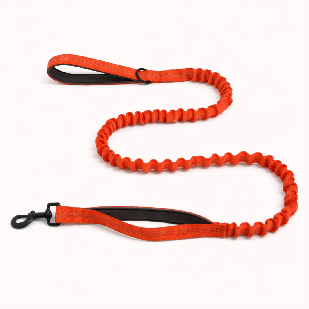 🎁 FREE ParoPet Bungee Lead