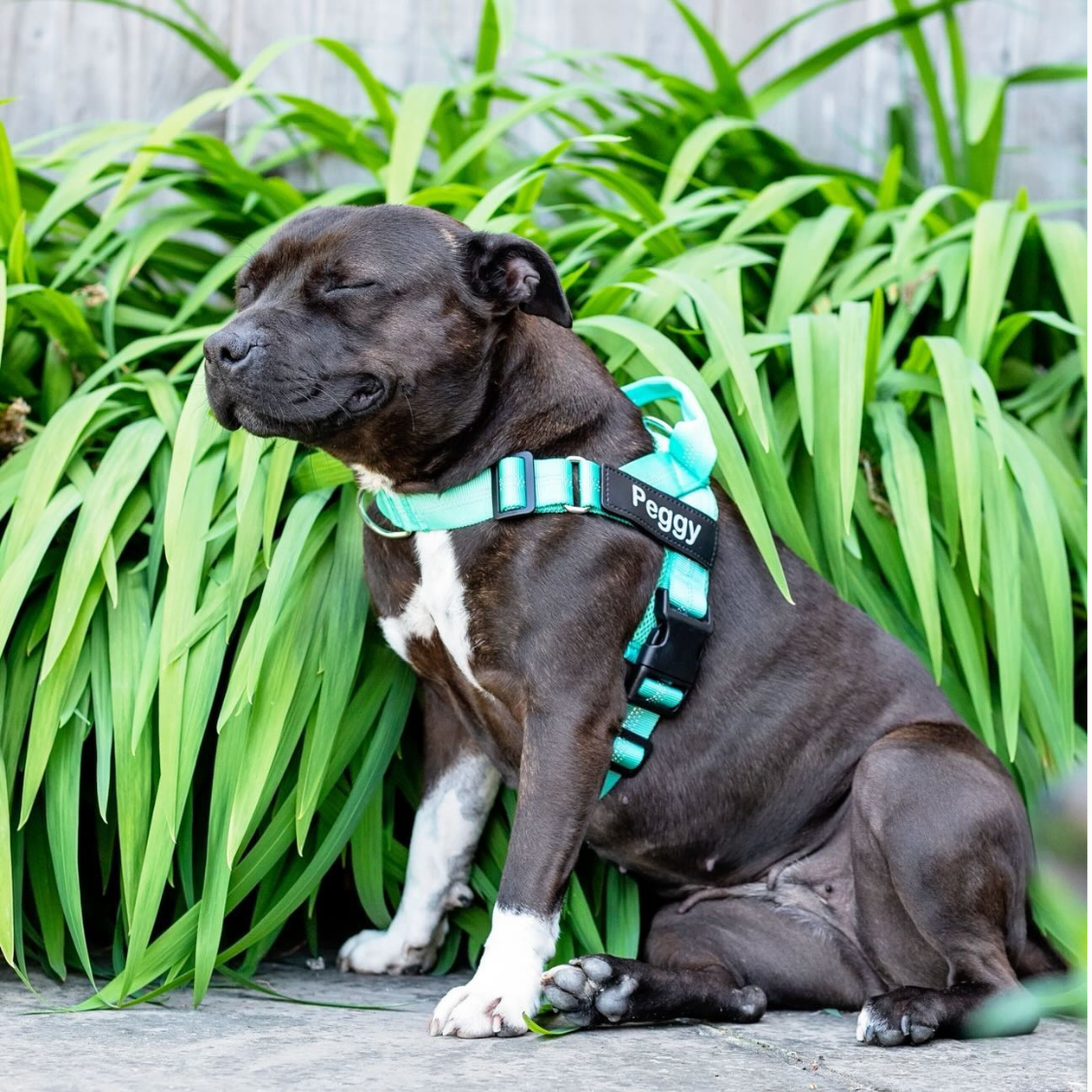 ParoPet No-Pull Dog Harness
