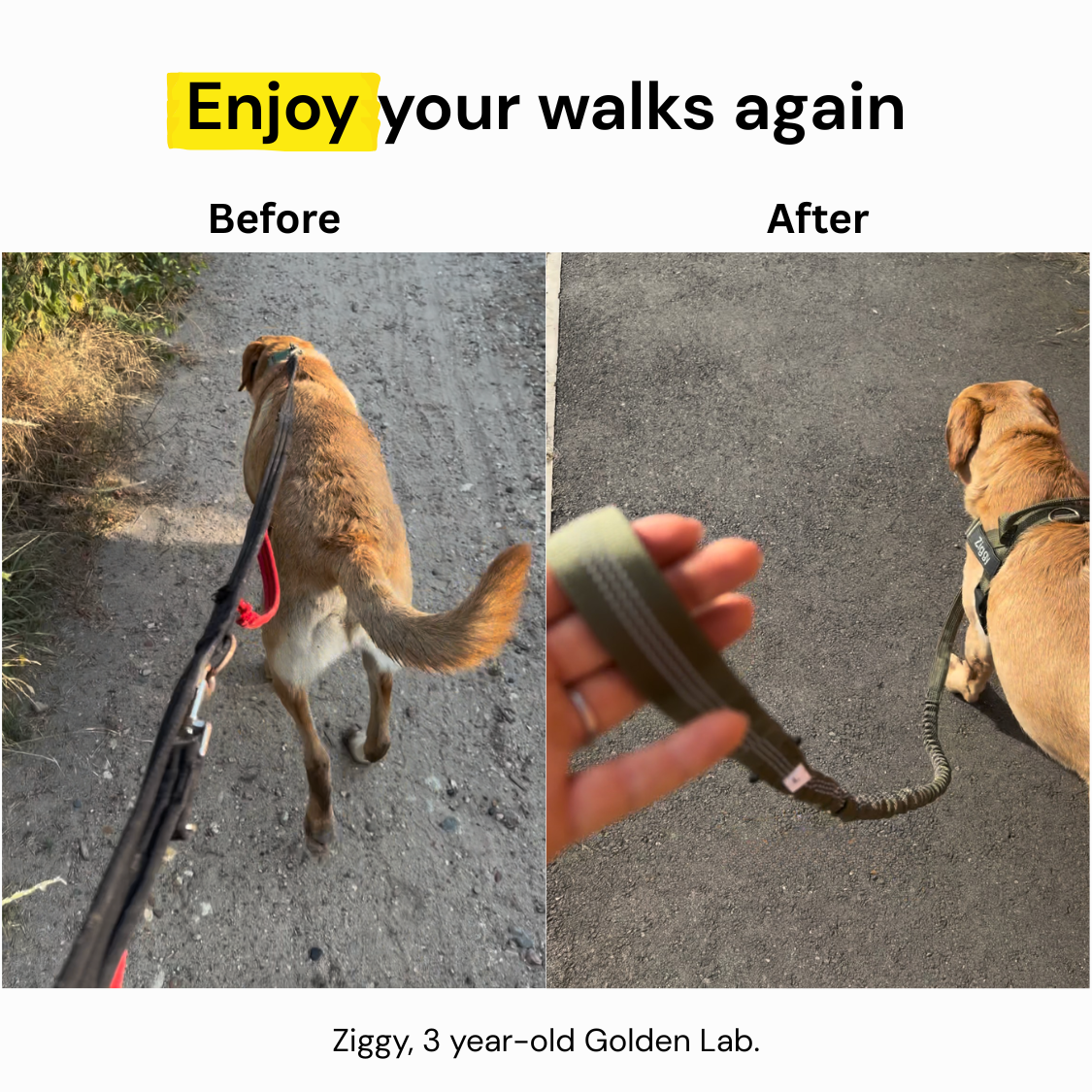ParoPet No-Pull Dog Harness