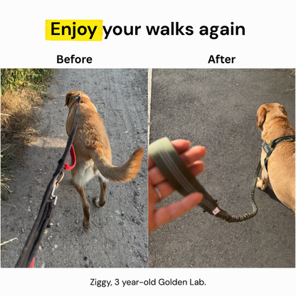 ParoPet No-Pull Dog Harness